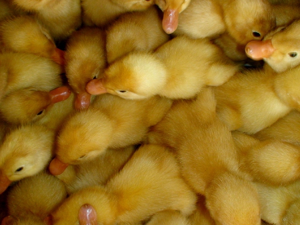 chi phí nuôi 100 con vịt