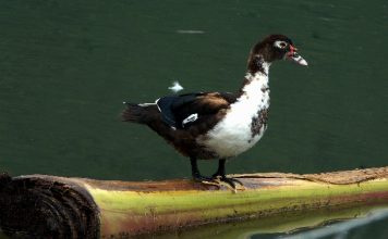 Bật mí về chi phí nuôi 100 con vịt chi phí nuôi 100 con vịt