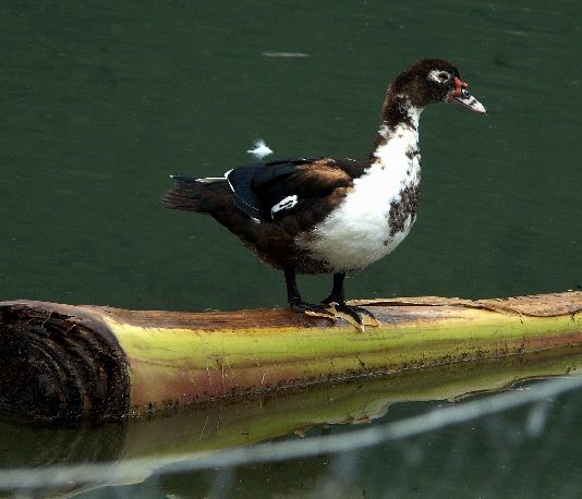 chi phí nuôi 100 con vịt