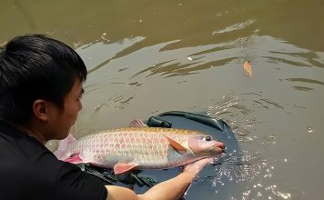 Nuôi cá bỗng – Vua cá đất Tây Bắc được săn lùng ráo riết Chăm sóc cá bỗng