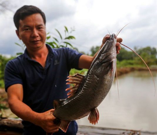 Cá lăng trông như thế nào?