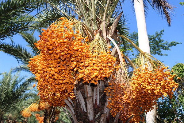 Hiện tại cây chà là cho trái ở Việt Nam chưa triển khai trên phạm vi rộng