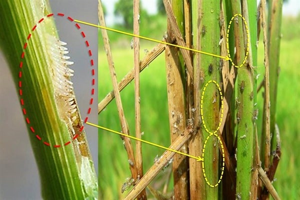Rầy nâu gây hại nặng nề đến lúa trong từng giai đoạn