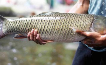 Bật mí cách nuôi cá trắm cỏ thu lợi nhuận cả 100 triệu cách nuôi cá trắm cỏ