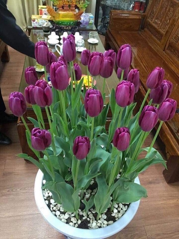 Hoa Tulip ưa sinh trường trong điều kiện ánh sáng từ trung bình đến yếu