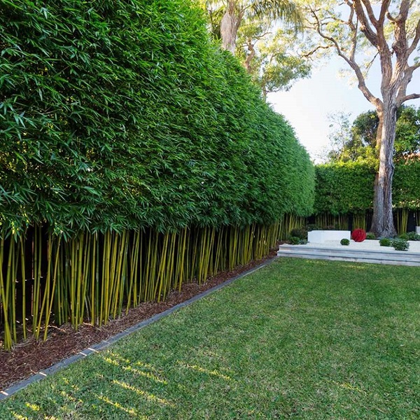 Hàng rào cây:
Đặt hàng rào cây trong sân vườn của bạn để tạo ra không gian tự nhiên và yên tĩnh hơn. Hàng rào cây không chỉ là một yếu tố trang trí tuyệt vời mà còn giúp cho không khí trong nhà bạn tươi mát hơn. Điều đặc biệt là hàng rào cây này có thể giúp giảm ánh nắng mặt trời và làm giảm tối đa tiếng ồn. Hãy xem ảnh để thấy sự tuyệt vời của nó!