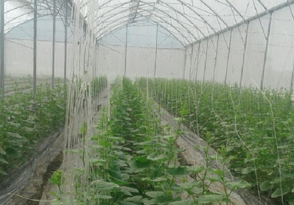 Cây dưa lưới cần được gieo trồng ở môi trường đất có độ thoát nước tốt