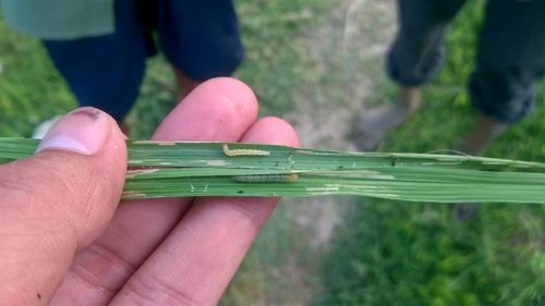 Sâu cuốn lá nhỏ thường sẽ tập trung gây hại lúa vào thời gian đẻ nhánh, chín sữa