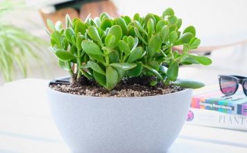 Các Loại Cây Trồng Trong Chậu Nhỏ Trang Trí Nội Thất