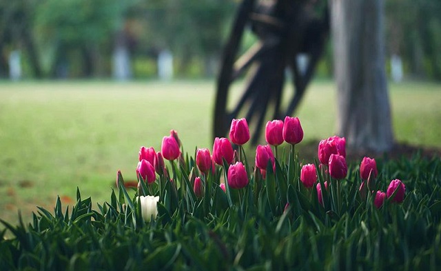 Hoa Tulip rất dễ trồng và có thời gian sinh trưởng nhanh 