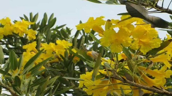 Chuông vàng là một trong những cây công trình thích hợp trồng ở khu công nghiệp