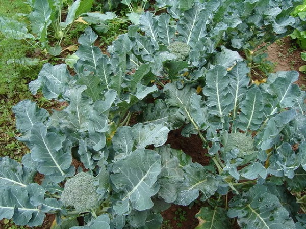Súp lơ xanh là một trong những loại cây trồng vào vụ đông được ưa chuộng
