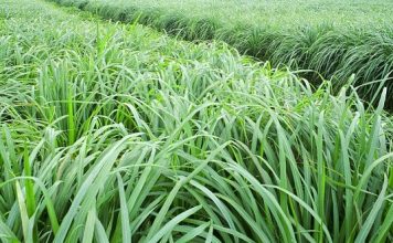 Các Loại Cỏ Nuôi Bò Tốt Nhất Hiện Nay