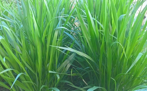 Mulato 2 có sức chống chịu tốt nên loại cỏ này khá được ưa chuộng
