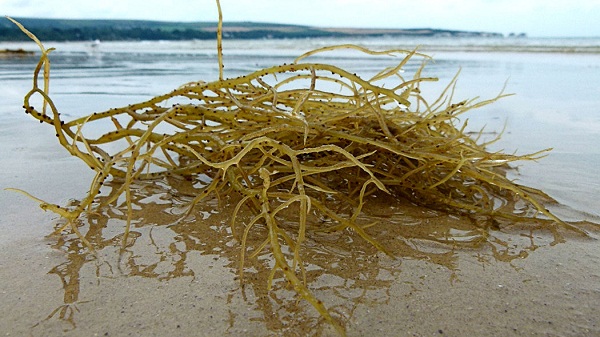 Rong biển chỉ vàng dễ ăn hơn những loại rong biển khác