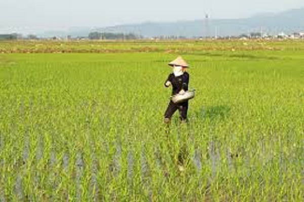 Lúa mùa và lúa chiêm góp phần trong hoạt động sản xuất nông nghiệp ở đồng bàng sông hồng