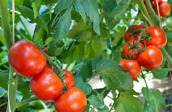 Để có một vườn cà chua xanh tốt thì kỹ thuật chăm sóc rất quan trọng