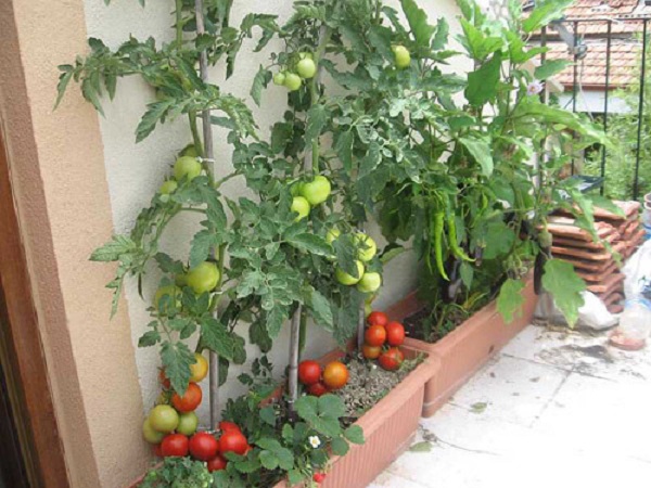 Để có thể thu hoạch những quả cà chua tươi ngon thì bạn nên chọn giống cây khỏe mạnh