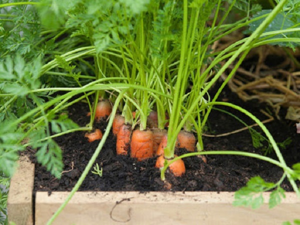 Nên trồng cà rốt vào lúc thời tiết mát mẻ sẽ giúp cà rốt đạt hiệu quả cao hơn