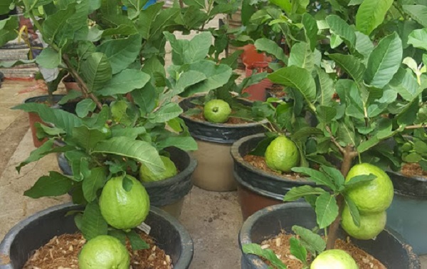 Tùy vào điều kiện thực tế có thể lựa chọn các loại cây ăn quả trồng tại nhà thích hợp