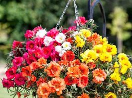 Cách Trồng Hoa Mười Giờ Và Kỹ Thuật Chăm Sóc