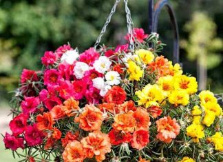 Cách Trồng Hoa Mười Giờ Và Kỹ Thuật Chăm Sóc