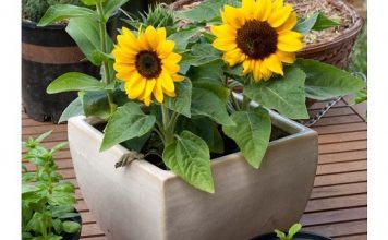 Cách Trồng Hoa Hướng Dương Đơn Giản