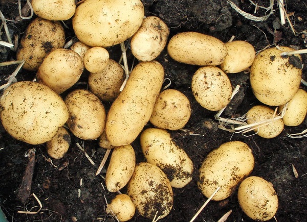 Cách trồng khoai tây trong chậu có thể dễ dàng thực hành tại nhà