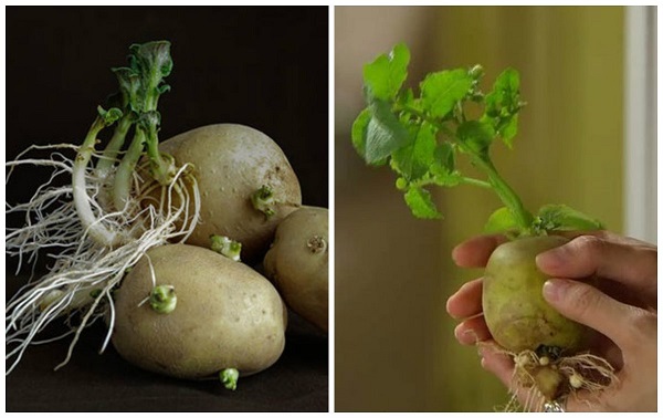 Giai đoạn này bạn cần lưu ý giữ cho đất đủ ẩm thì sau khi trồng 10 - 15 ngày khoai tây sẽ mọc đều