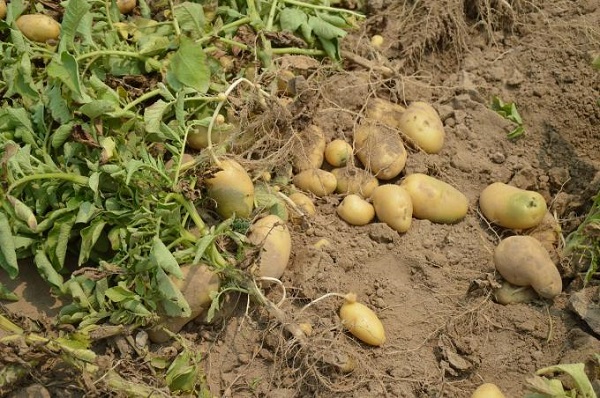 Thời điểm thích hợp nhất để trồng khoai tây là vào mùa xuân