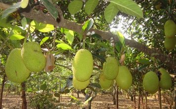 Hướng Dẫn Cách Chăm Sóc Và Cách Trồng Mít Thái