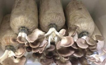 Cách Trồng Nấm Bào Ngư Nhanh Thu Hoạch