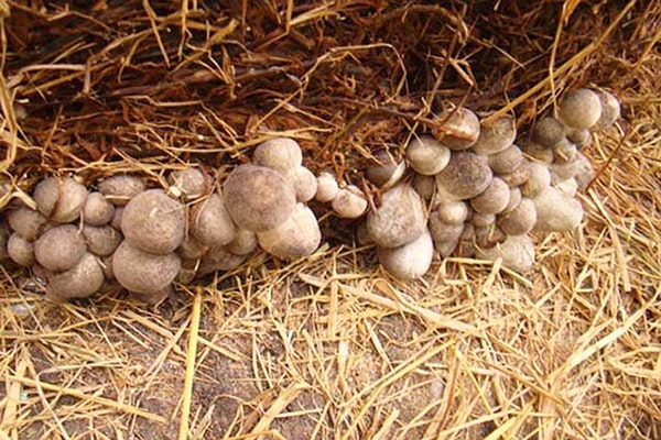 Nấm rơm là loại nấm có thể trồng quanh năm