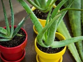 Cách Trồng Nha Đam Cho Cây Xanh Tốt