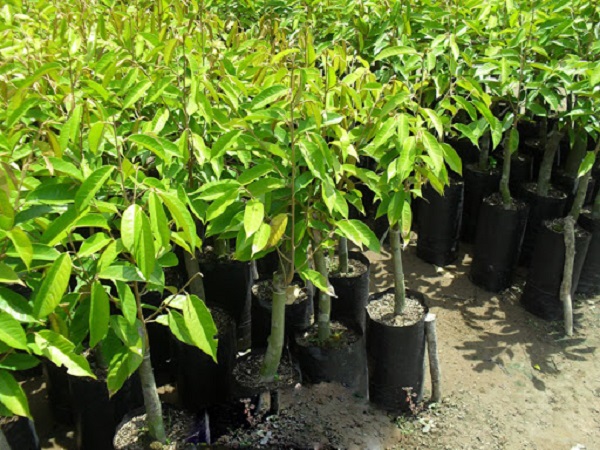 Khoảng cách trồng cây sầu riêng Ri6 không nên quá dày nhưng cũng không được quá thưa