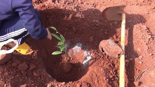 Hố trồng cây sầu riêng phải đảm bảo kích thước phù hợp