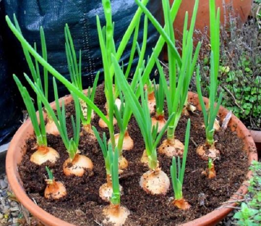 Cách Trồng Tỏi Cho Nhiều Củ Trong Thời Gian Ngắn