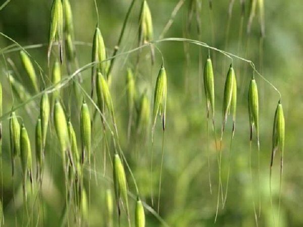 Chú ý đến việc làm cỏ thường xuyên để tạo môi trường thuận lợi nhất cho yến mạch phát triển