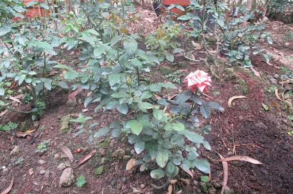 Việc chọn đất trồng hoa hồng quyết định rất nhiều đến khả năng sinh trưởng của cây