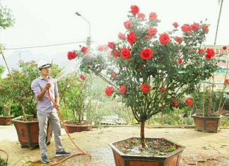 Trồng Hoa Hồng Bằng Đất Gì Tốt Nhất