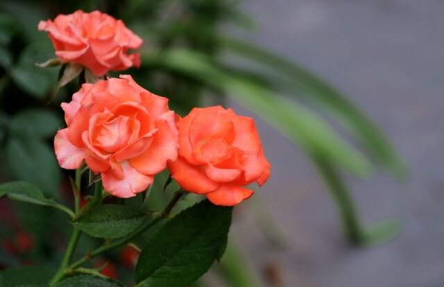 Hoa hồng phát triển nhanh khi trồng trên đất đỏ