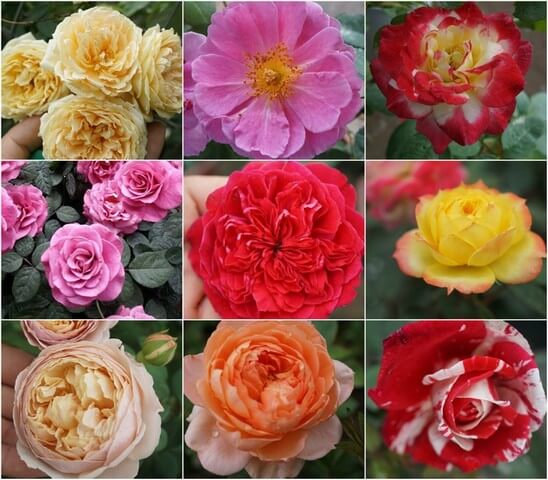 Mỗi giống hoa hồng khác nhau sẽ thích hợp trồng trên loại đất khác nhau