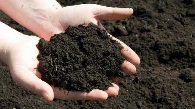 Đất sạch Tribat chứa hàm lượng dinh dưỡng cao thích hợp cho mọi loại cây trồng