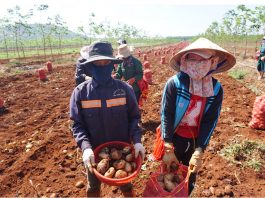 Trồng khoai tây tại Gia Lai