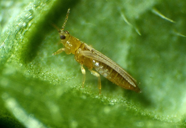 Thời tiết khô nóng là điều kiện thích hợp để bọ trỉ phát triển