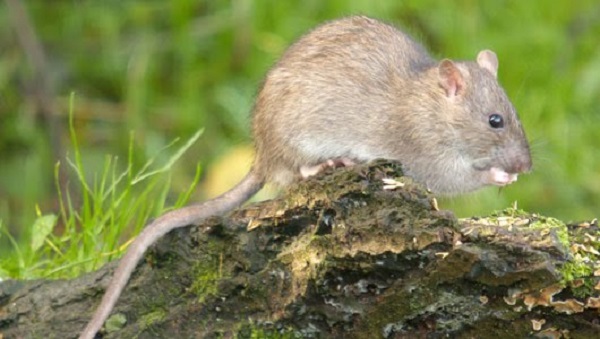 Các nhà nghiên cứu ra được loại thuốc diệt chuột thế hệ mới