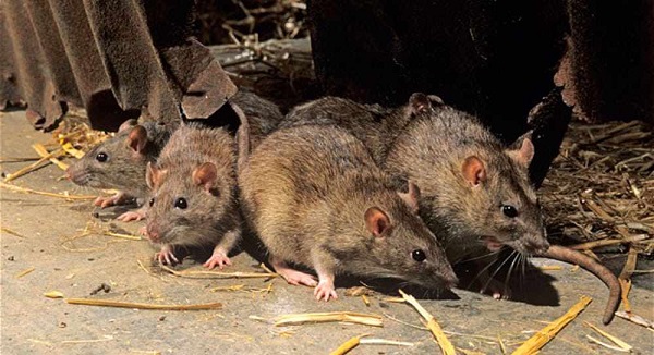 Củ hành tây có thể loại trừ lũ chuột ra khỏi nhà yến cách dễ dàng