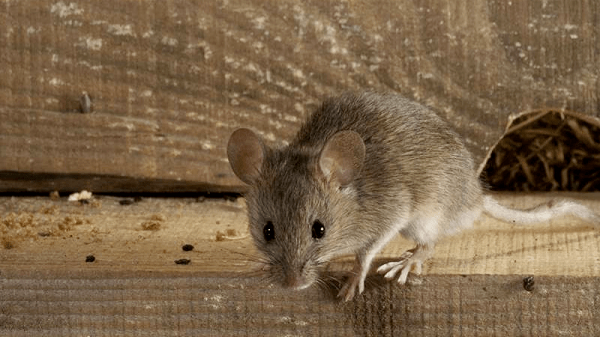 Bạn cần đọc kĩ hướng dẫn sử dụng trước khi dùng thuốc diệt chuột