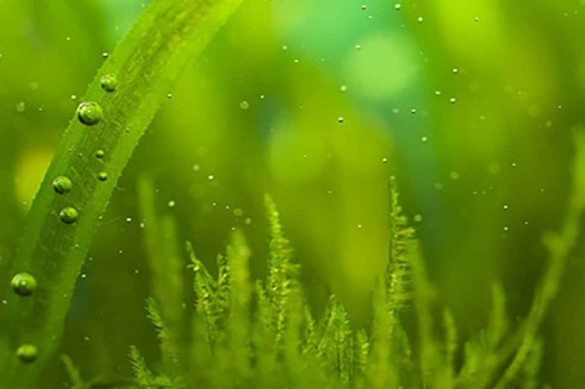 Trồng thực vật thủy sinh là cách diệt tảo hiệu quả