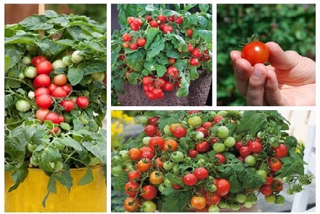 Tiện ích với cách trồng cà chua chuỗi ngọc trong chậu